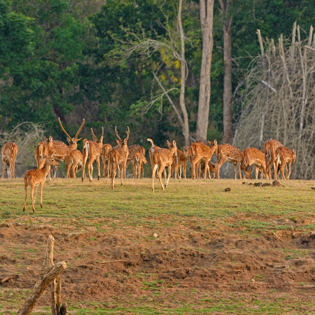 5 Popular Wildlife Sanctuaries in South India – ScoutMyTrip