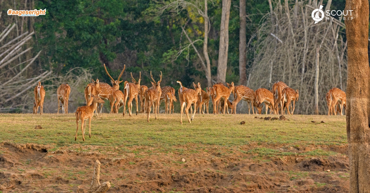 5-popular-wildlife-sanctuaries-in-south-india-scoutmytrip-blog