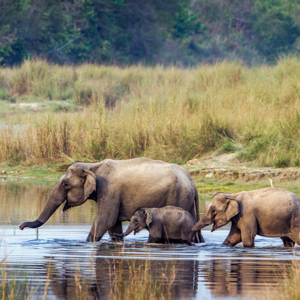 5 Famous Wildlife Sanctuaries In India – ScoutMyTrip