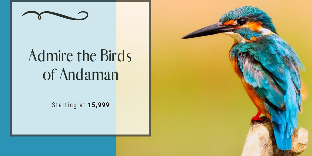 Birds of Andaman